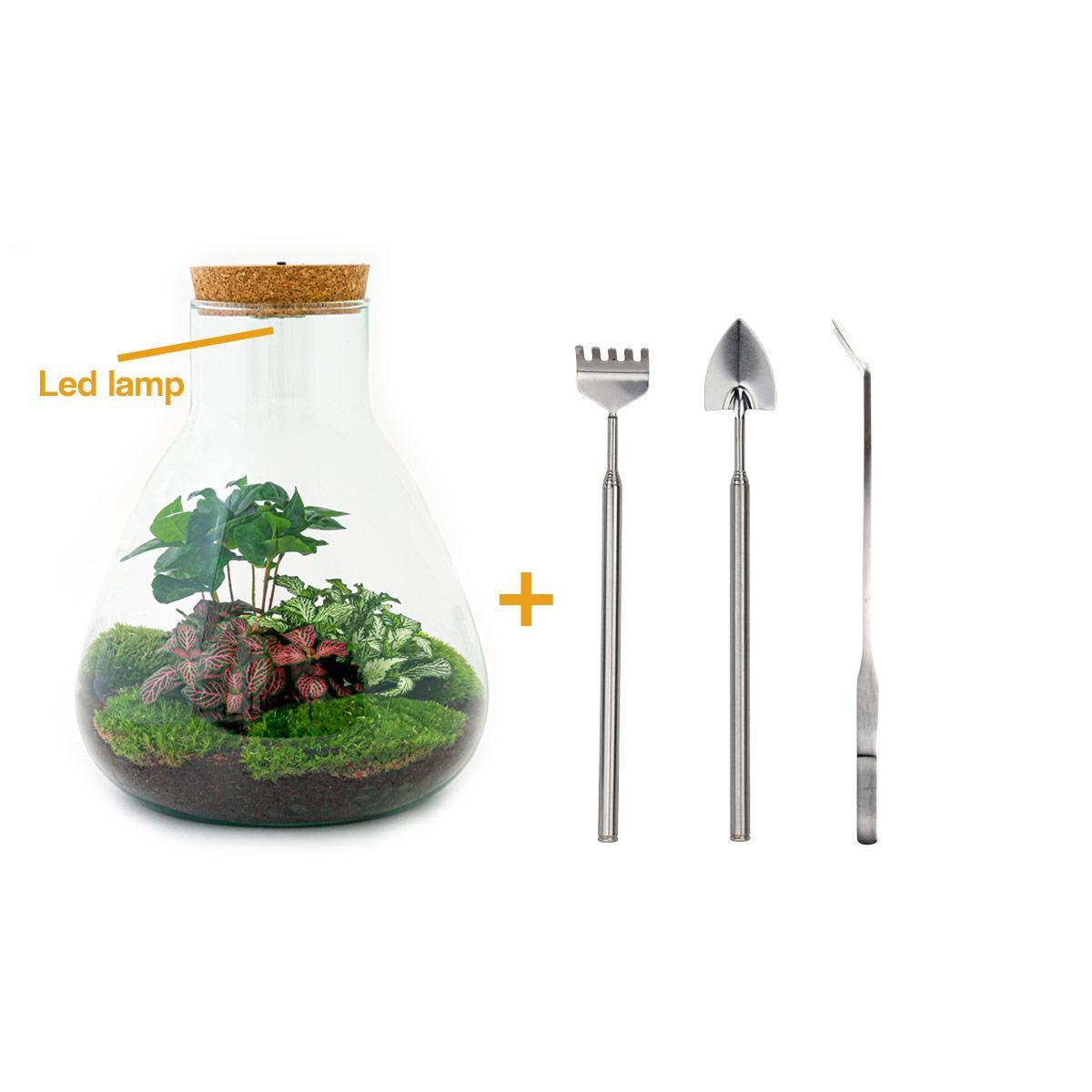 DIY terrarium - Sam Coffea with lamp - ↕ 30 cm - Rake + Shovel + Tweezer