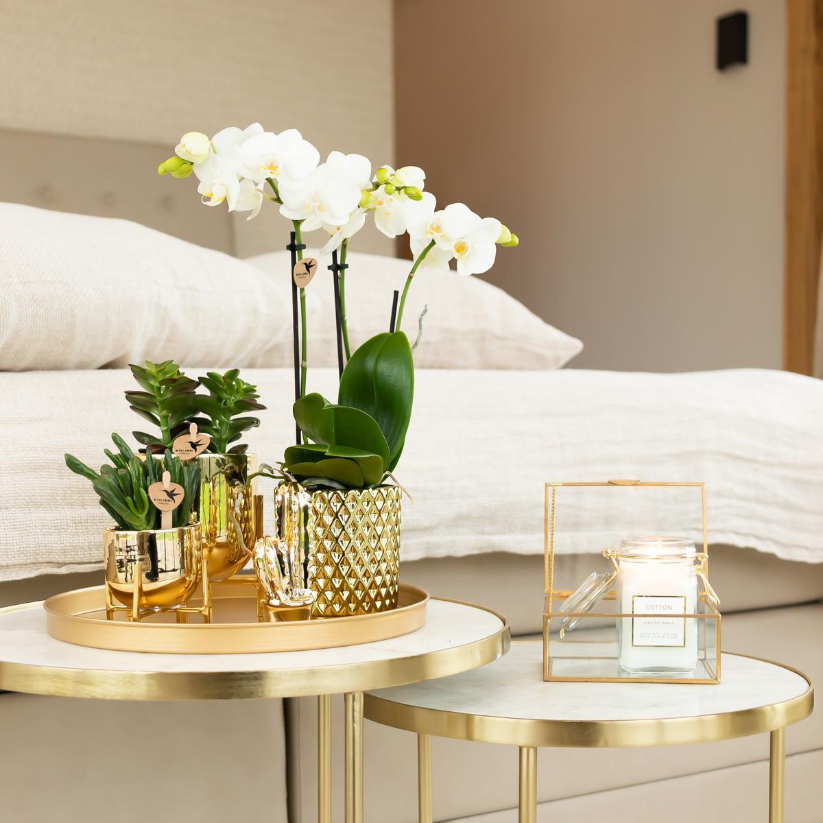 Hummingbird Orchids | white Phalaenopsis orchid - Amabilis - pot size Ø9cm | flowering houseplant - fresh from the grower