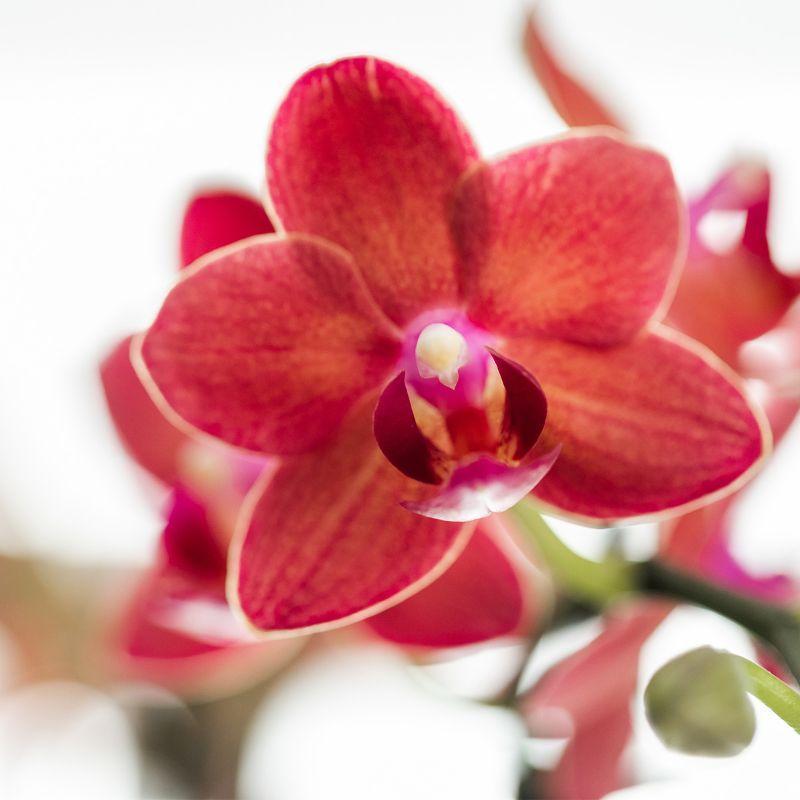 Kolibri Orchids | Red Phalaenopsis orchid – Congo + Gummy pot travertine – pot size Ø9cm – 40cm high | flowering houseplant in flower pot - fresh from the grower