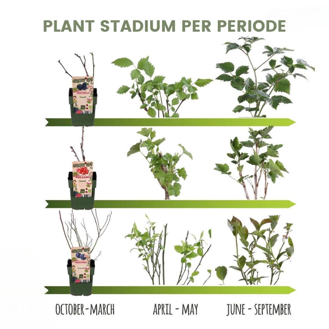 6 x Piante di more biologiche - Ø 13 cm - ↨ 20 cm