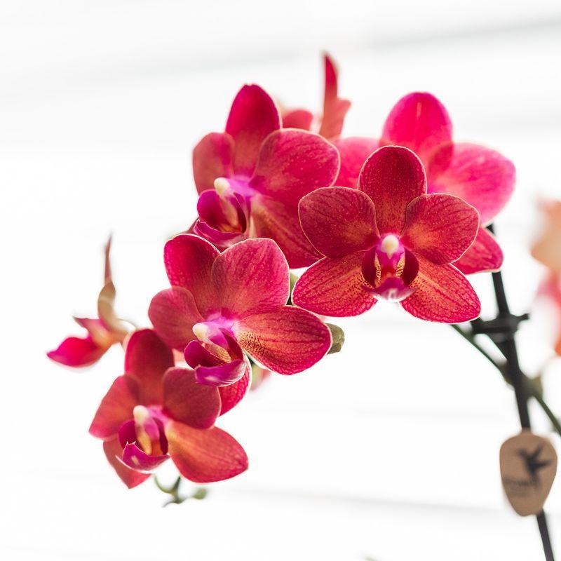 Kolibri Orchids | Red Phalaenopsis orchid – Congo + Gummy pot travertine – pot size Ø9cm – 40cm high | flowering houseplant in flower pot - fresh from the grower