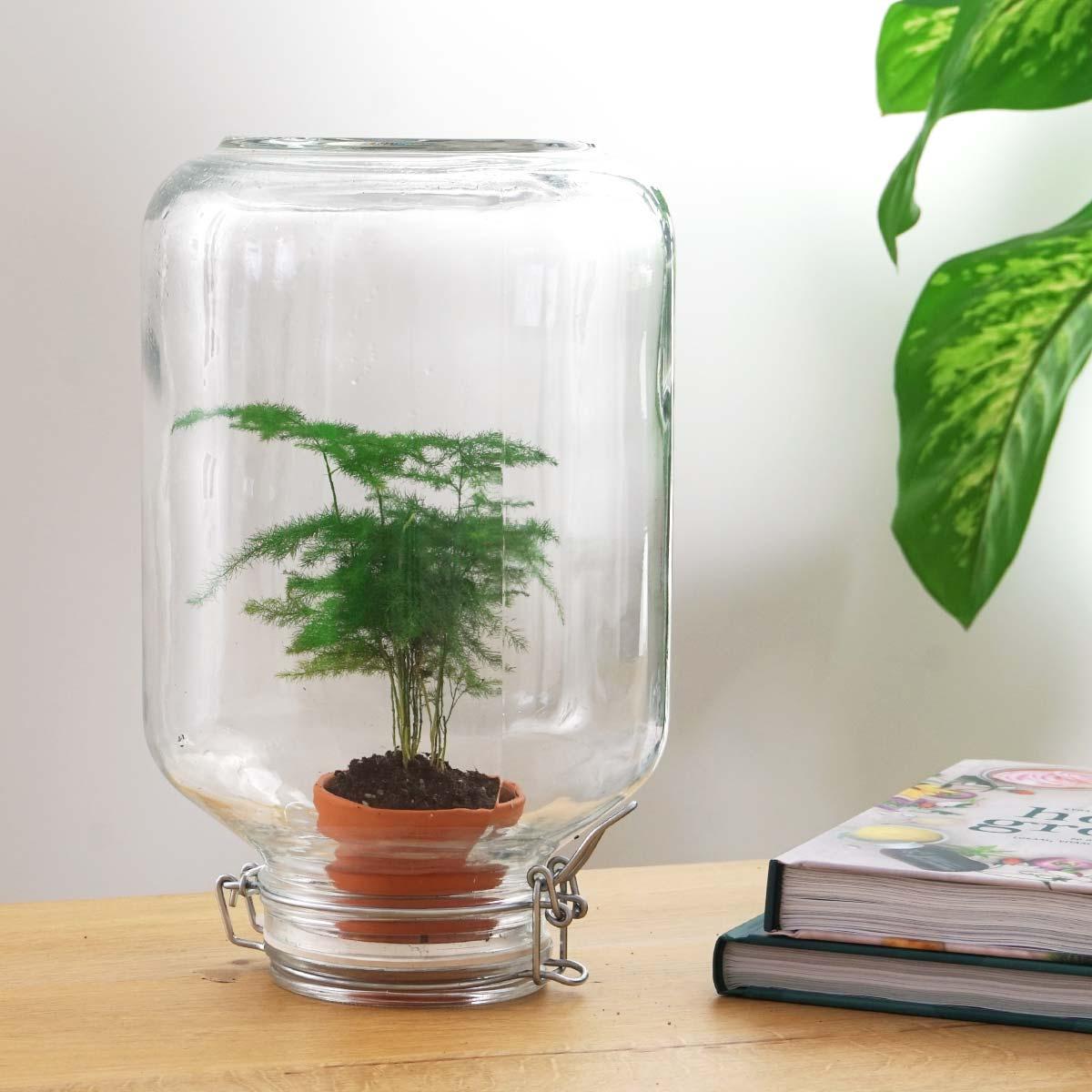 Easyplant - Asparagus - Mini ecosystem