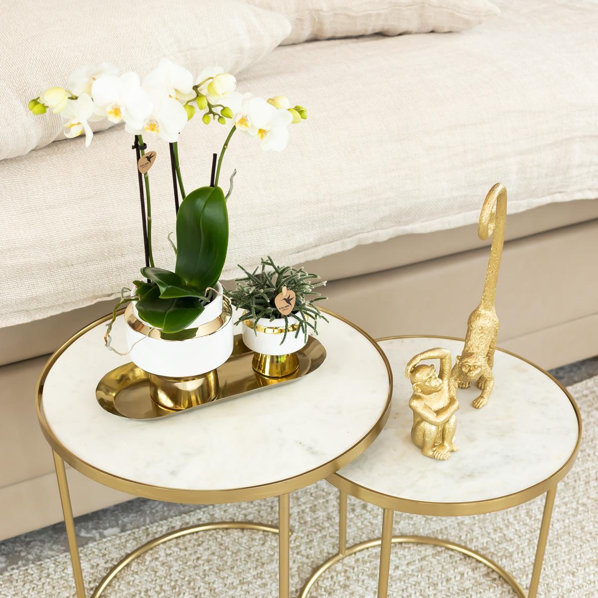 Hummingbird Orchids | White Phalaenopsis orchid – Amabilis + Le Chic ornamental pot gold – pot size Ø9cm – 40cm high | flowering houseplant in flowerpot - fresh from the grower