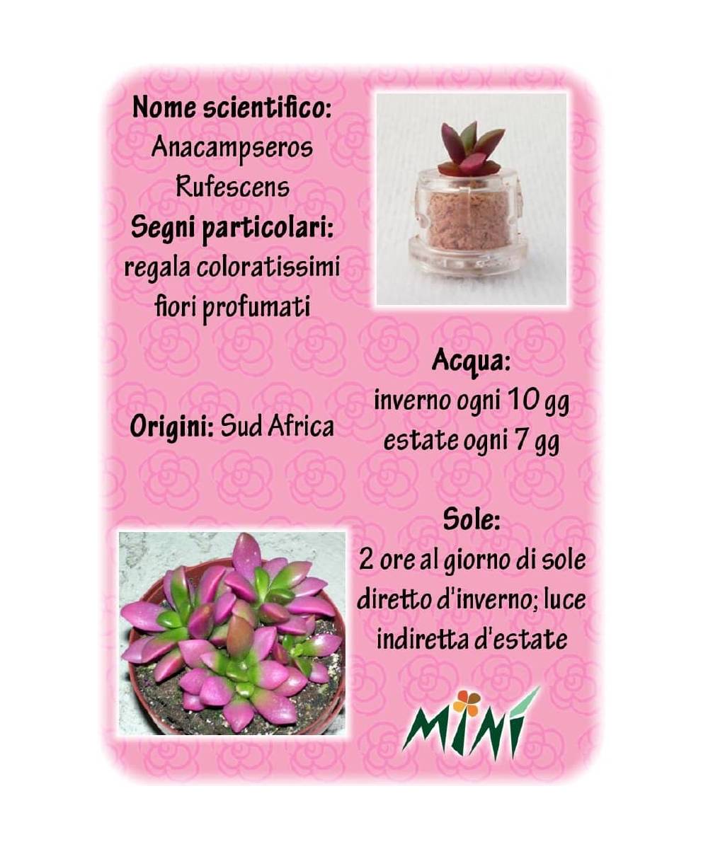 Minì Box Fun Angie - Mini pianta per i romantici ei sensibili