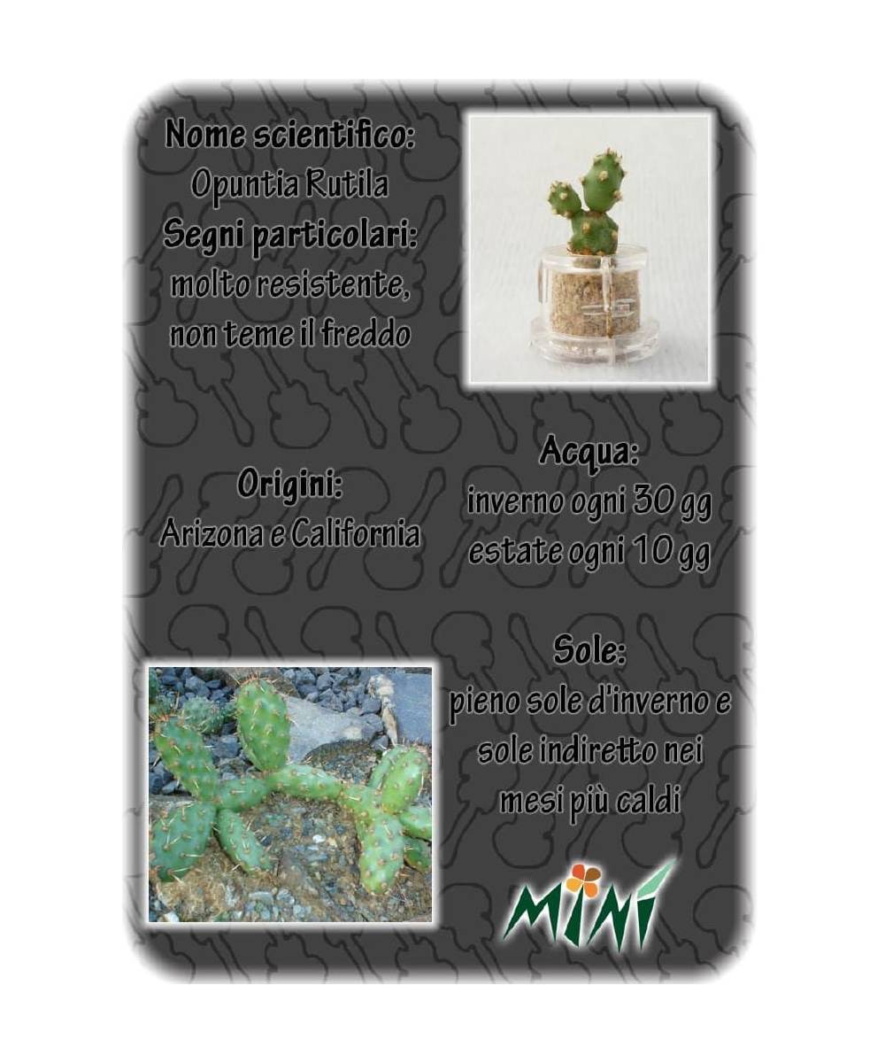 Minì Fun Axel - Mini pianta per i determinati
