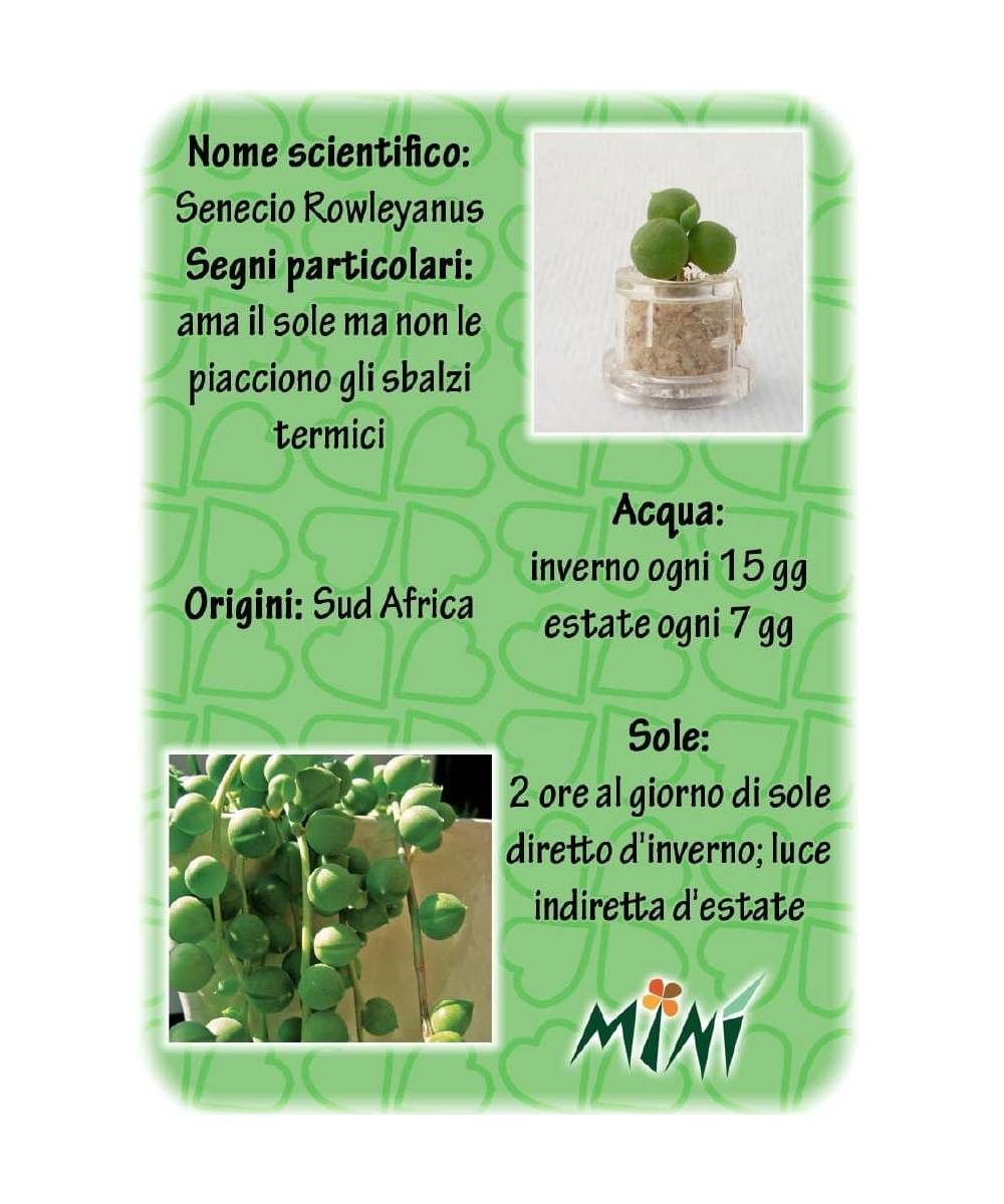 Minì Fun Gioielli Eve - Mini pianta per i teneri ei delicatiti