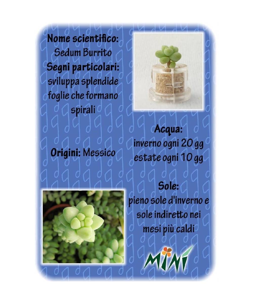 Minì Fun Gioielli Floe - Mini pianta per i raffinati e gli eleganti