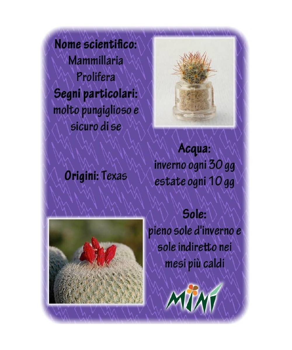 Minì Fun Gioielli Holly - Mini pianta per gli audaci e ambiziosi