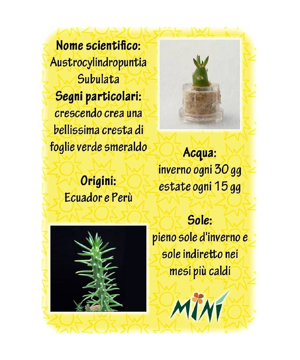 Minì Fun Gioielli Joy - Mini pianta per gli allegri ei vivaci