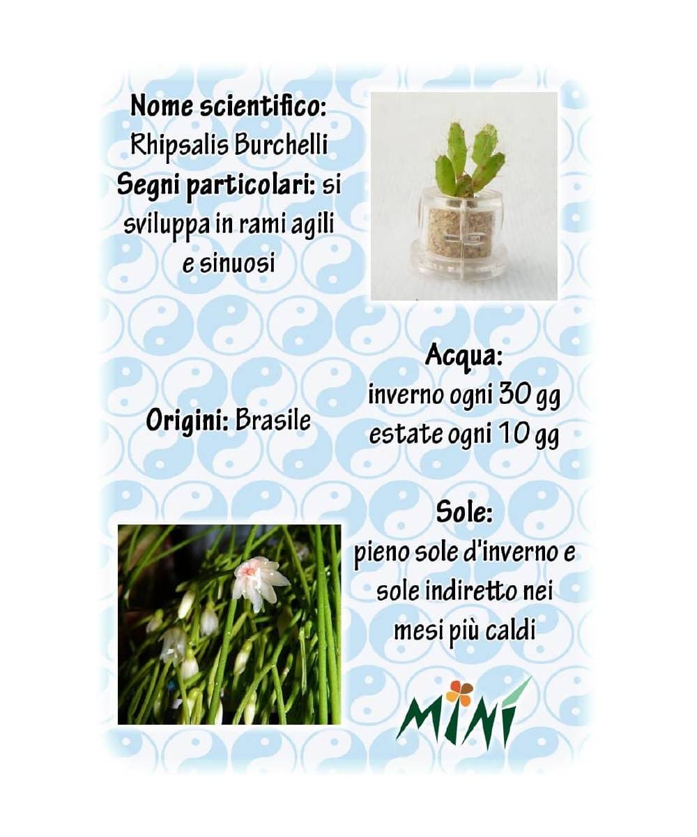 Minì Fun Gioielli Kira - Mini pianta per i coraggiosi ei tenaci