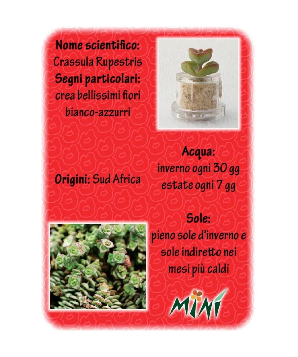 Minì Box Fun Sophie - Mini pianta per i capricciosi
