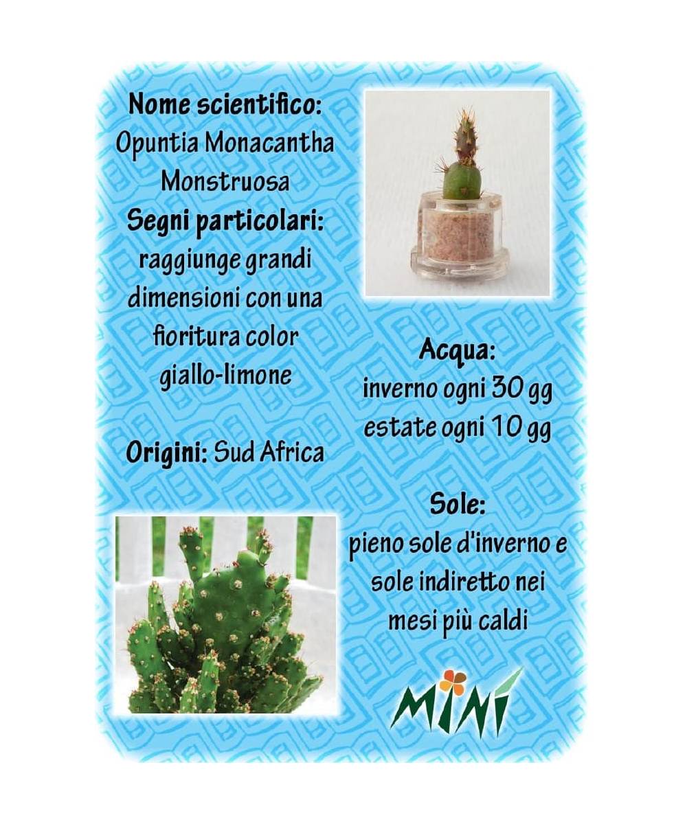 Minì Fun Gioielli Sue - Mini pianta per i saggi