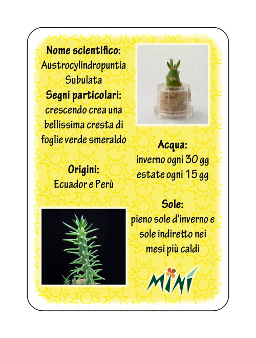 Min Box Fun Joy - Mini pianta per gli allegri ei vivaci