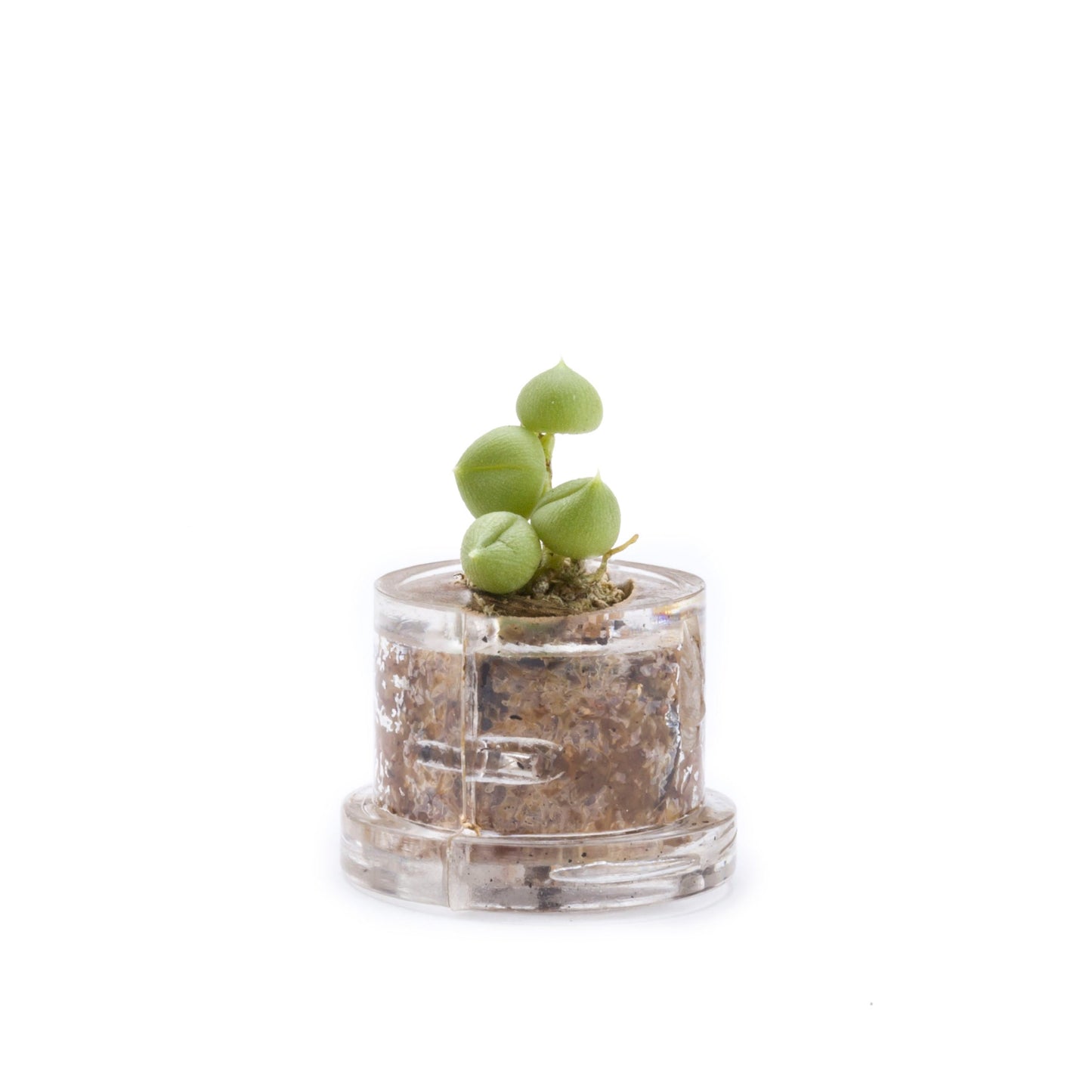Minì Fun Gioielli Eve - Mini pianta per i teneri ei delicatiti