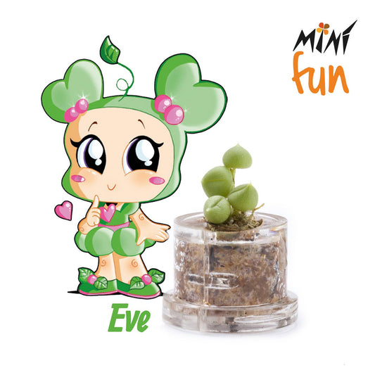 Minì Box Fun Eve - Mini pianta per i teneri ei delicateti