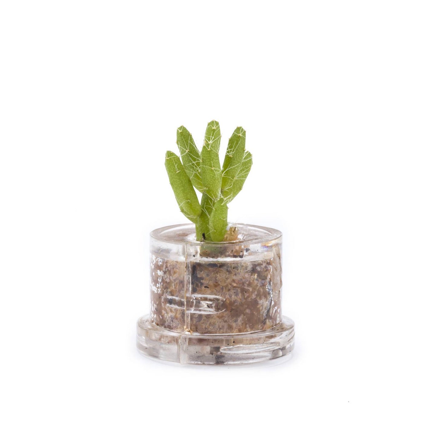 Minì Fun Kira - Mini pianta per i coraggiosi ei tenaci