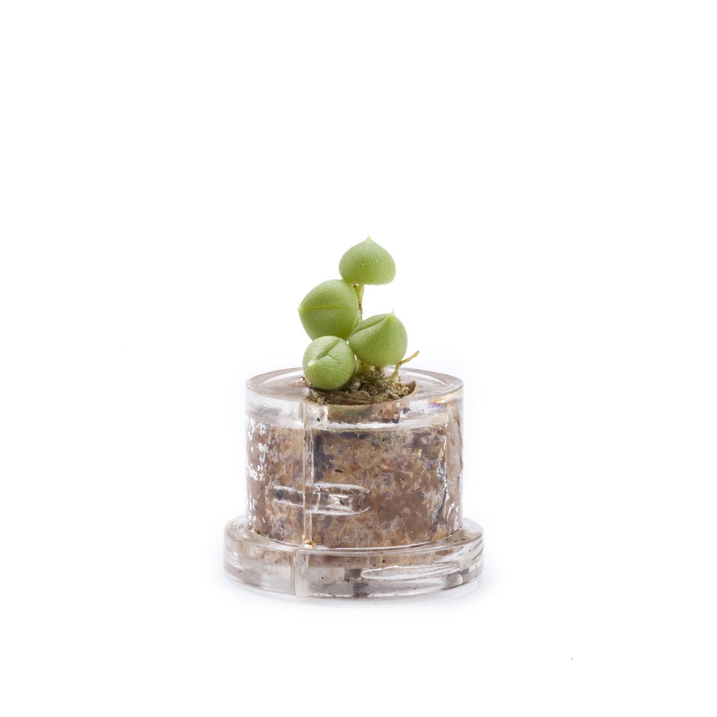 MINIFUN - EASYPACK - EVE
