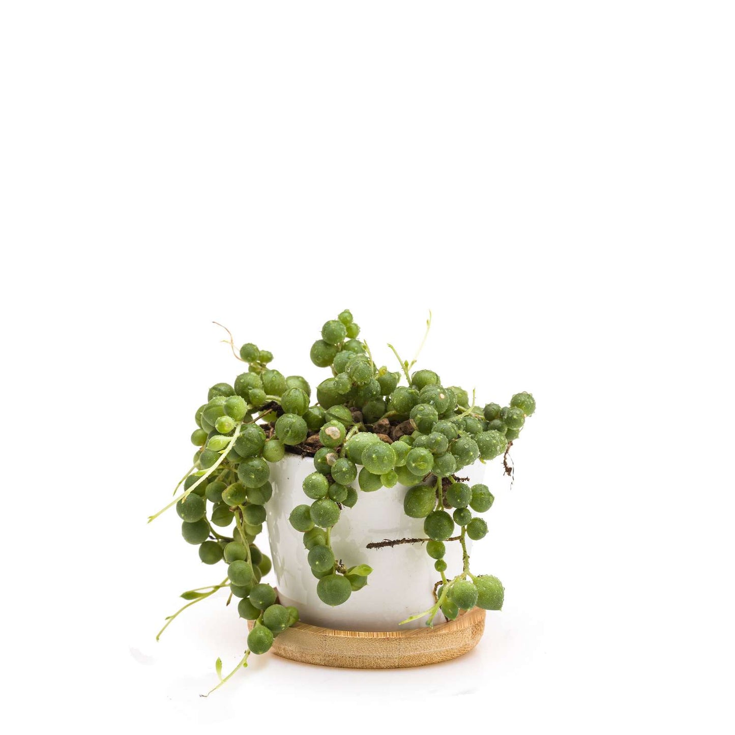 Minì Fun Gioielli Eve - Mini pianta per i teneri ei delicatiti