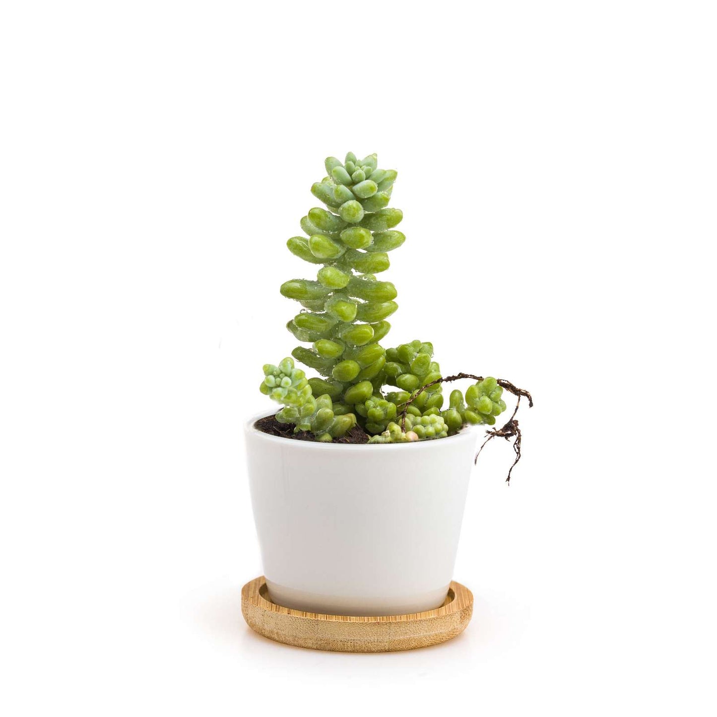 Minì Fun Floe - Mini pianta per i raffinati e gli eleganti