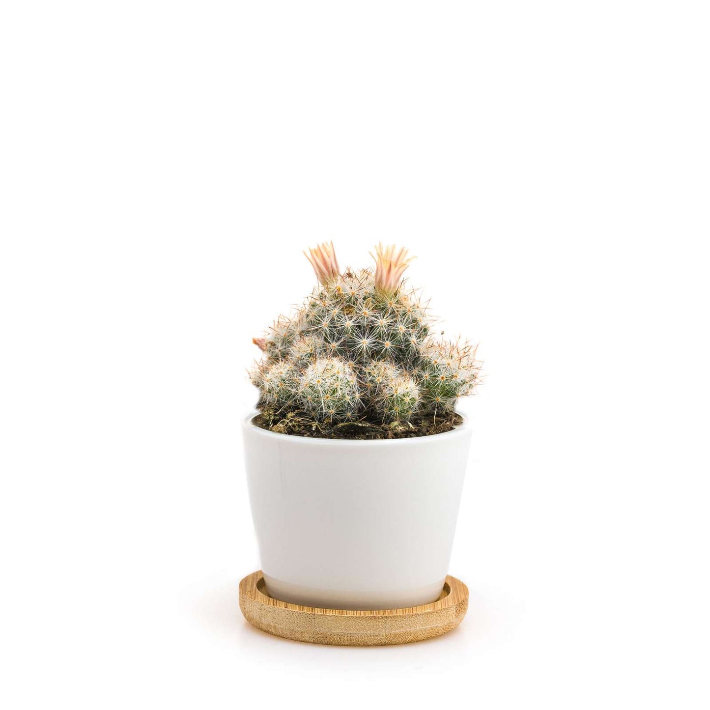 Minì Fun holly - Mini pianta per gli audaci e gli ambiziosi