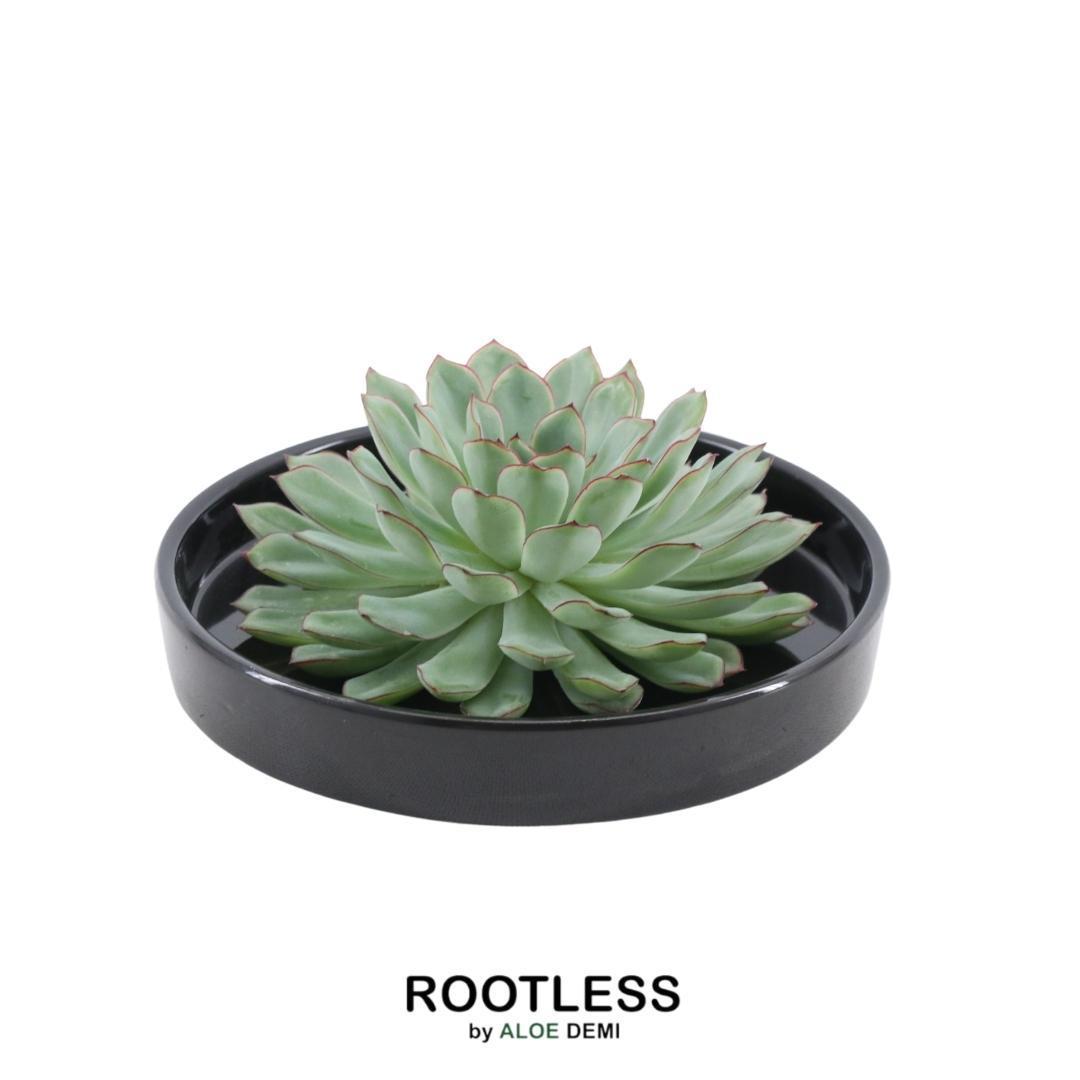 rootless succulents ROOTLESS Succulent Echeveria Pulidonis in bowl 'black' Ø20 cm