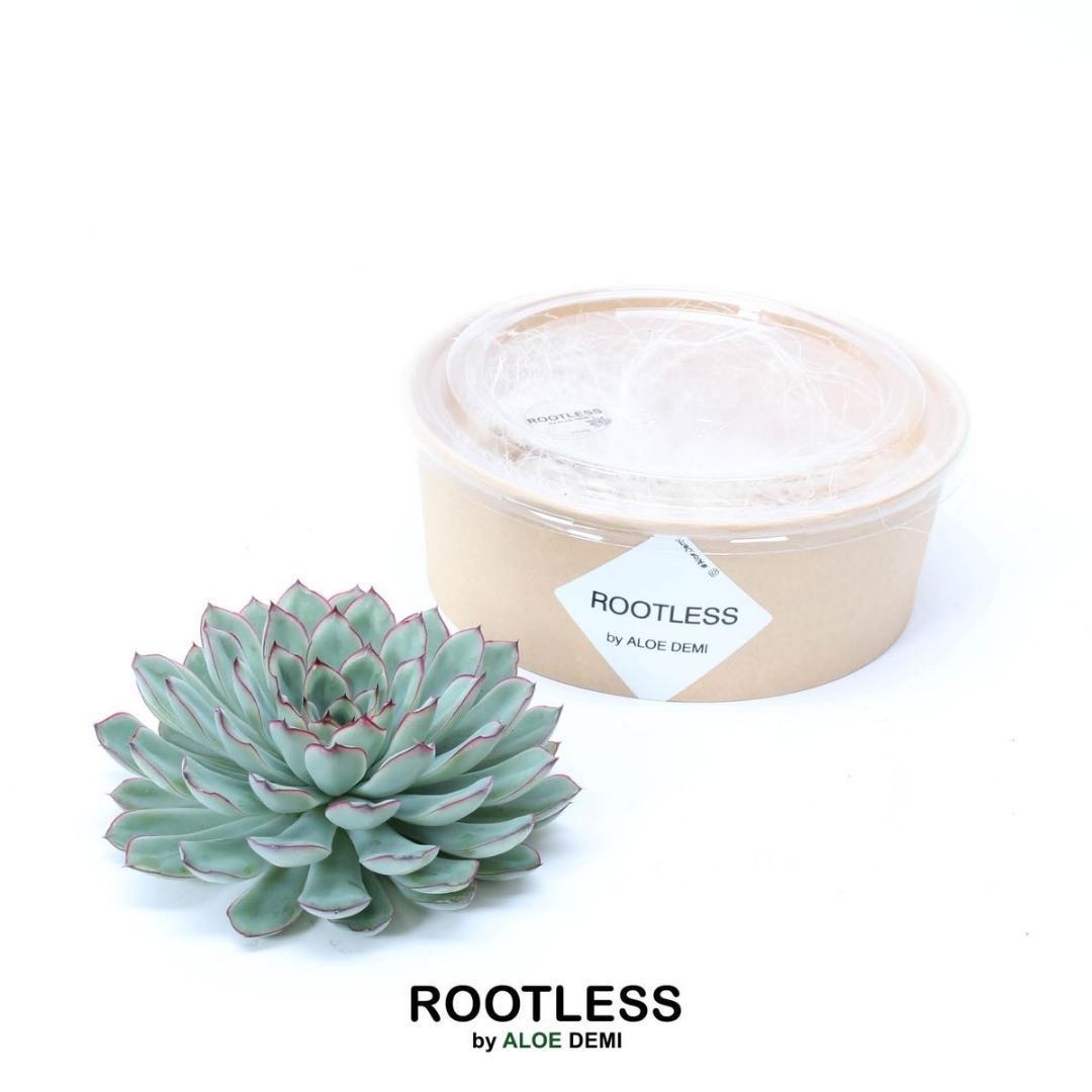 SENZA RADICE Succulenta Echeveria Pulidonis Ø12-14 cm - ↕5 cm