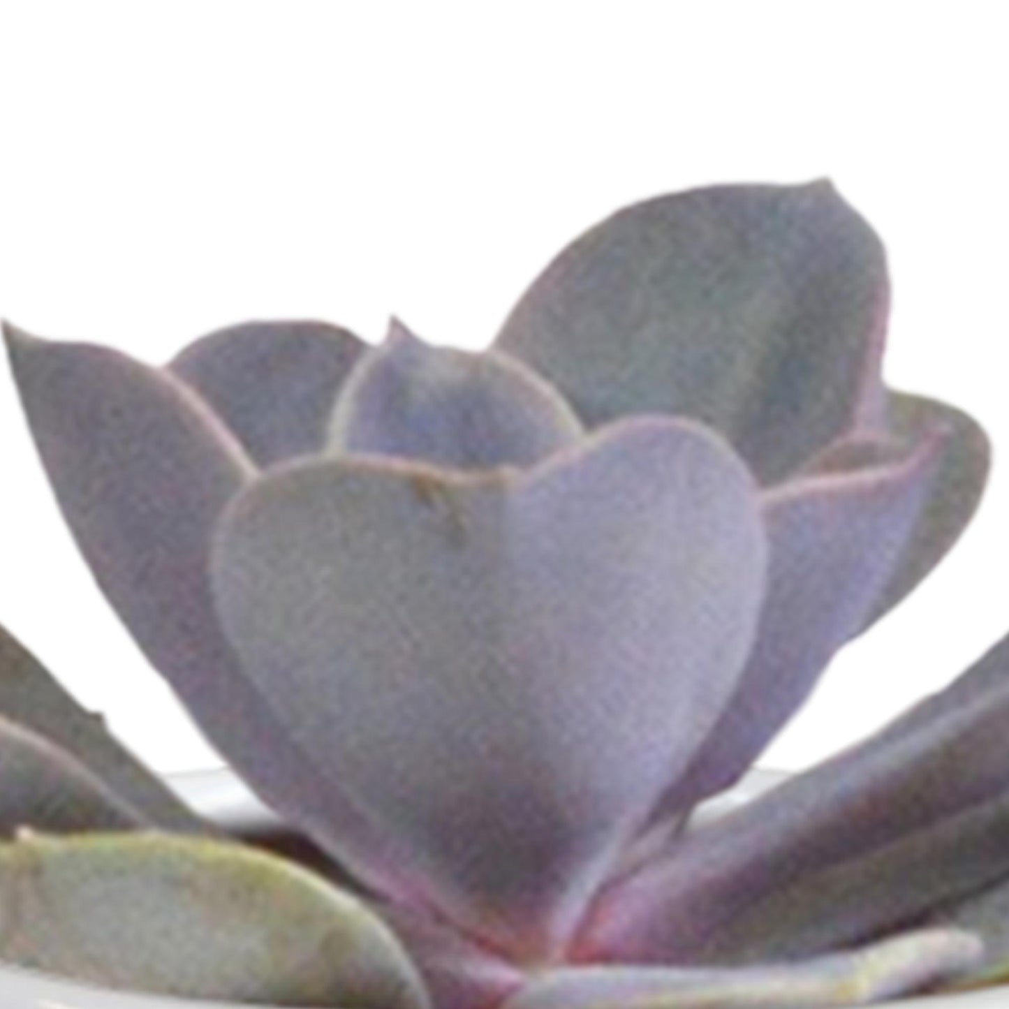 Cactus en vetplanten mix 5.5 cm in witte pot | 15 stuks