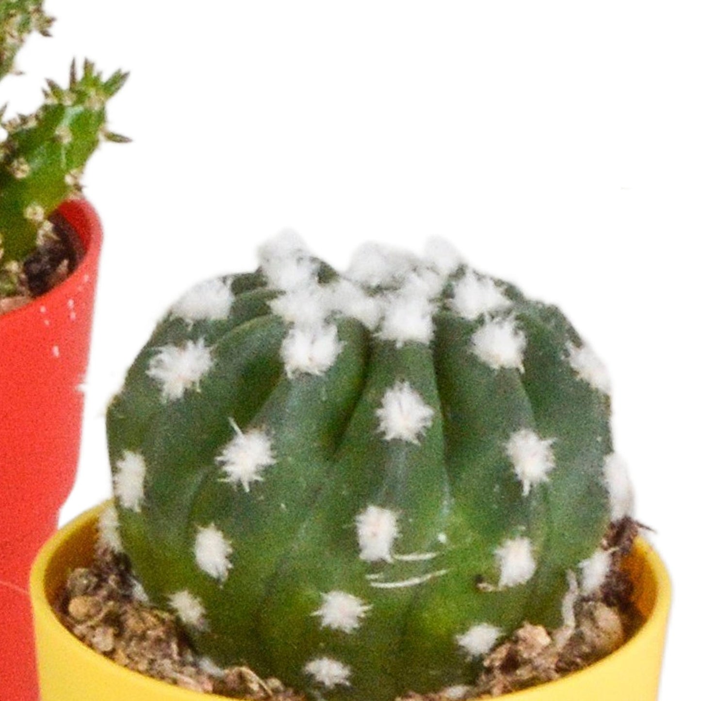 Cactus mix 5.5 cm in gekleurde plasticpot | 5 stuks