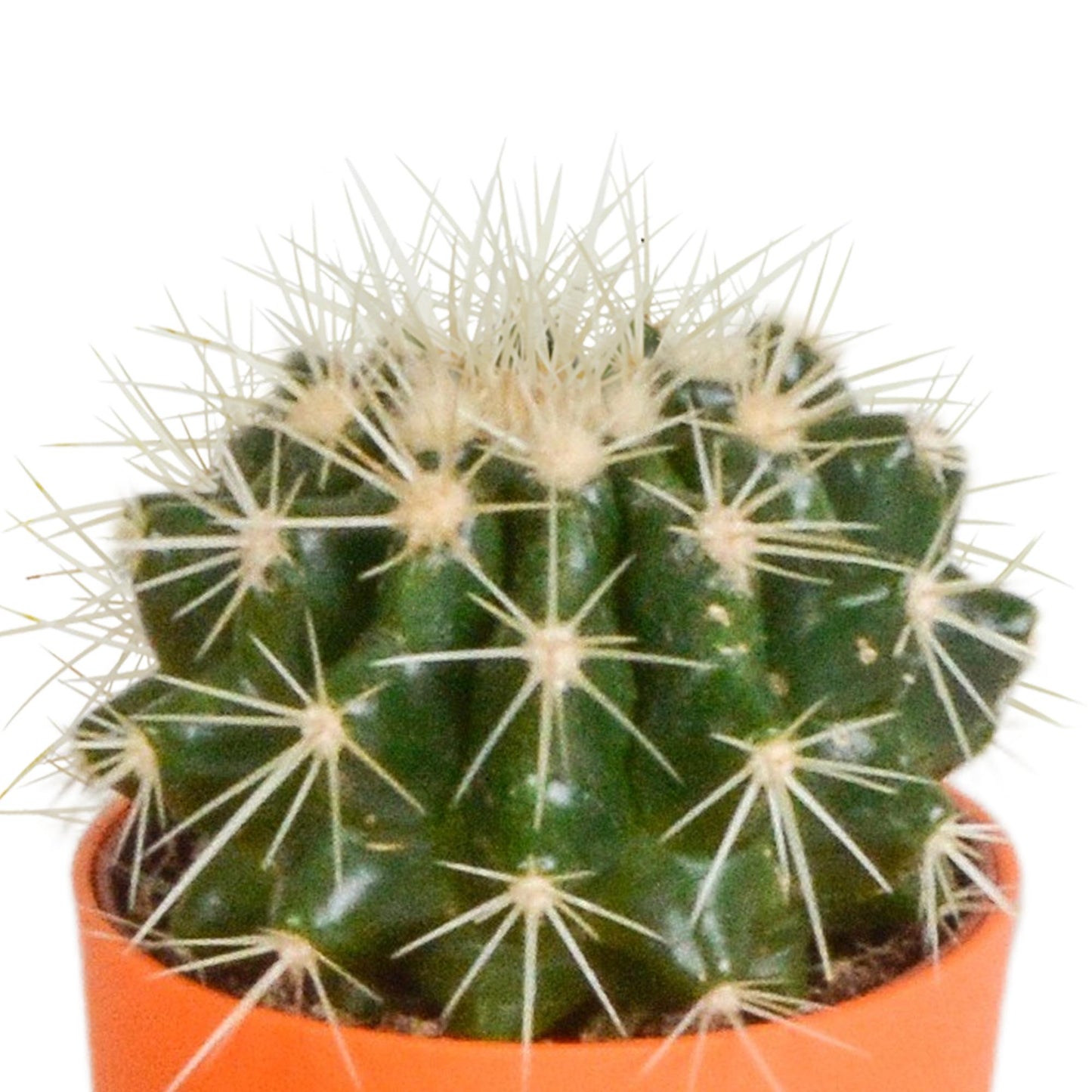 Cactus mix 5.5 cm in gekleurde plasticpot | 5 stuks