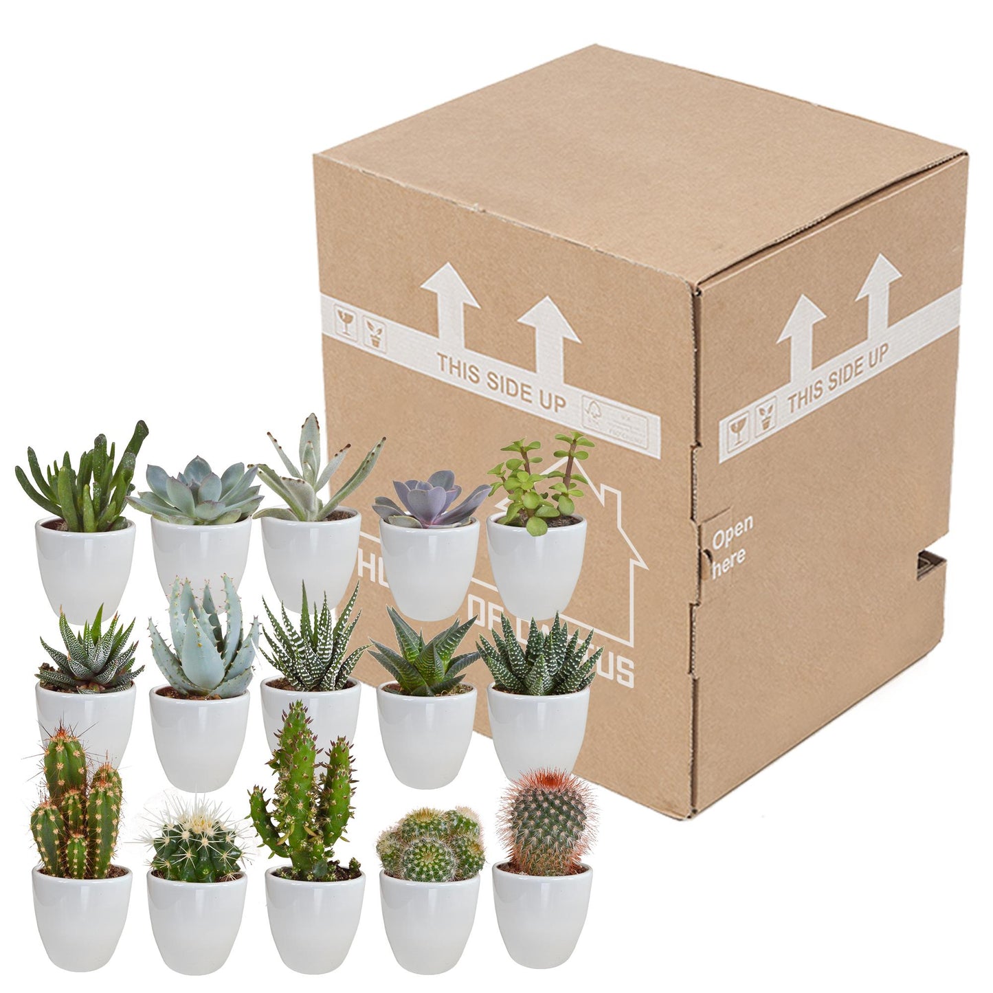 Cactus en vetplanten mix 5.5 cm in witte pot | 15 stuks