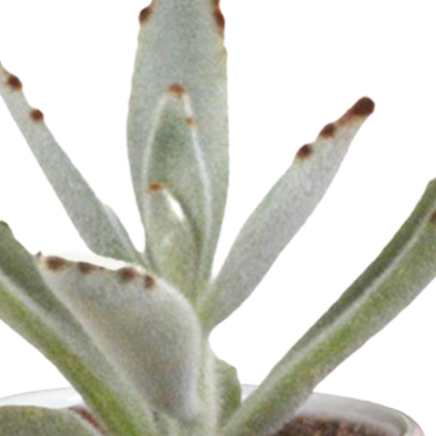 Cactus en vetplanten mix 5.5 cm in witte pot | 15 stuks
