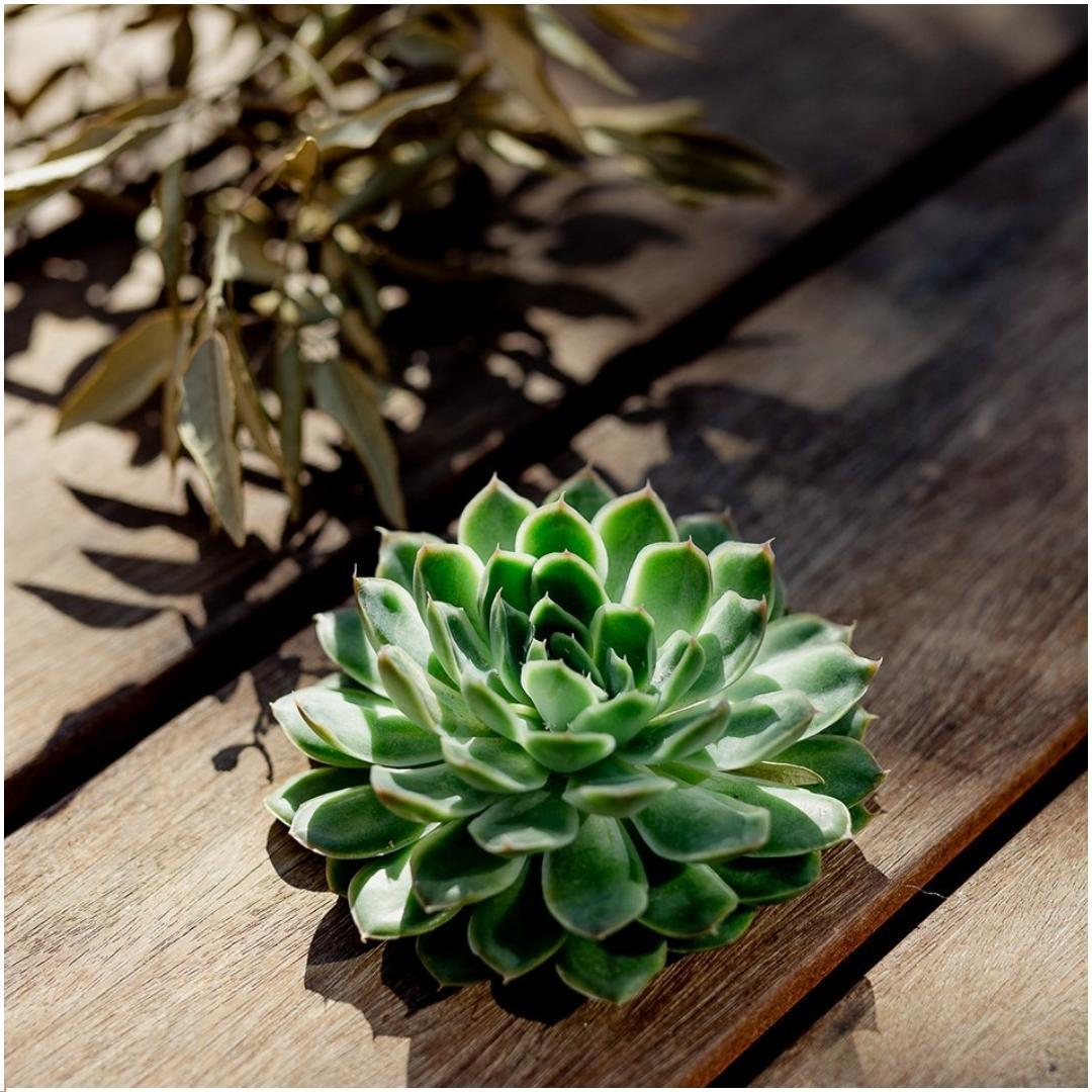 SENZA RADICE Succulenta Echeveria Pulidonis Ø12-14 cm - ↕5 cm