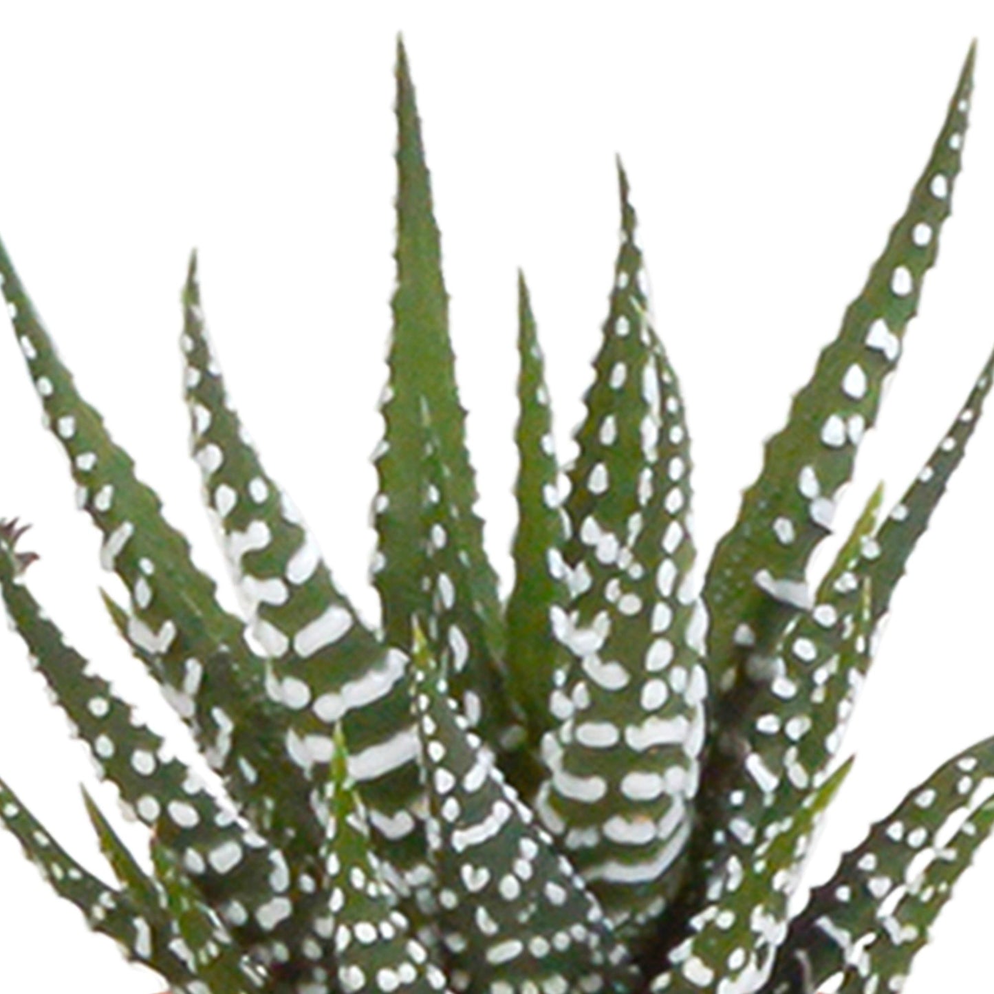 Cactus en vetplanten mix 5.5 cm in witte pot | 15 stuks