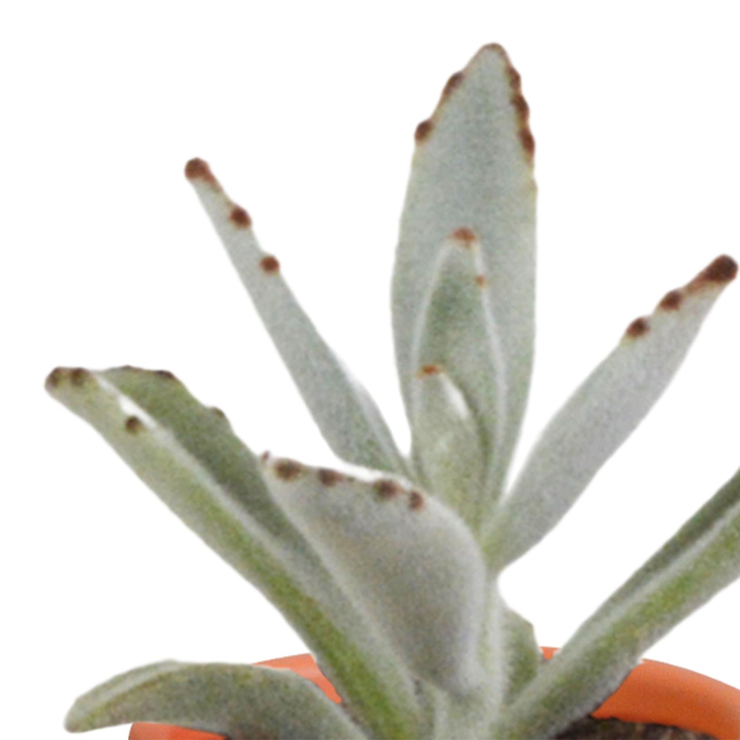 Cactus en vetplanten mix 5.5 cm in terracotta pot | 15 stuks