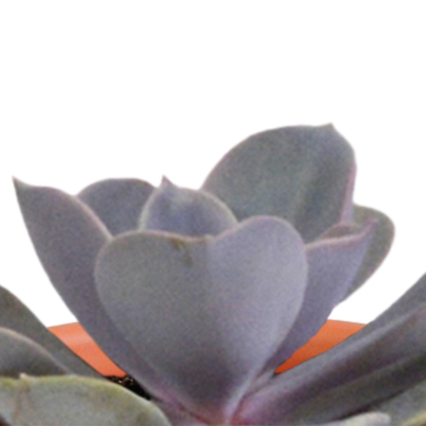 Cactus en vetplanten mix 5.5 cm in terracotta pot | 15 stuks