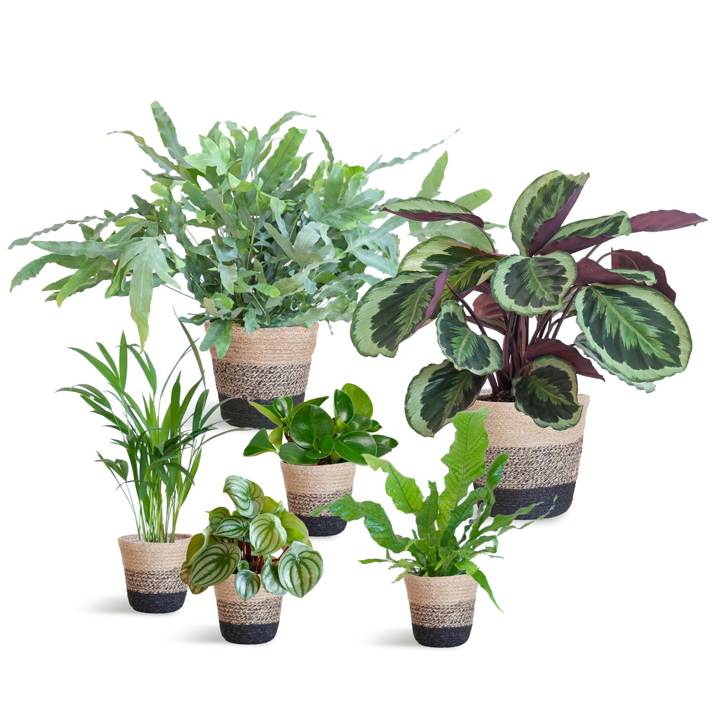 Calathea Medallion Diervriendelijke plantenset Large