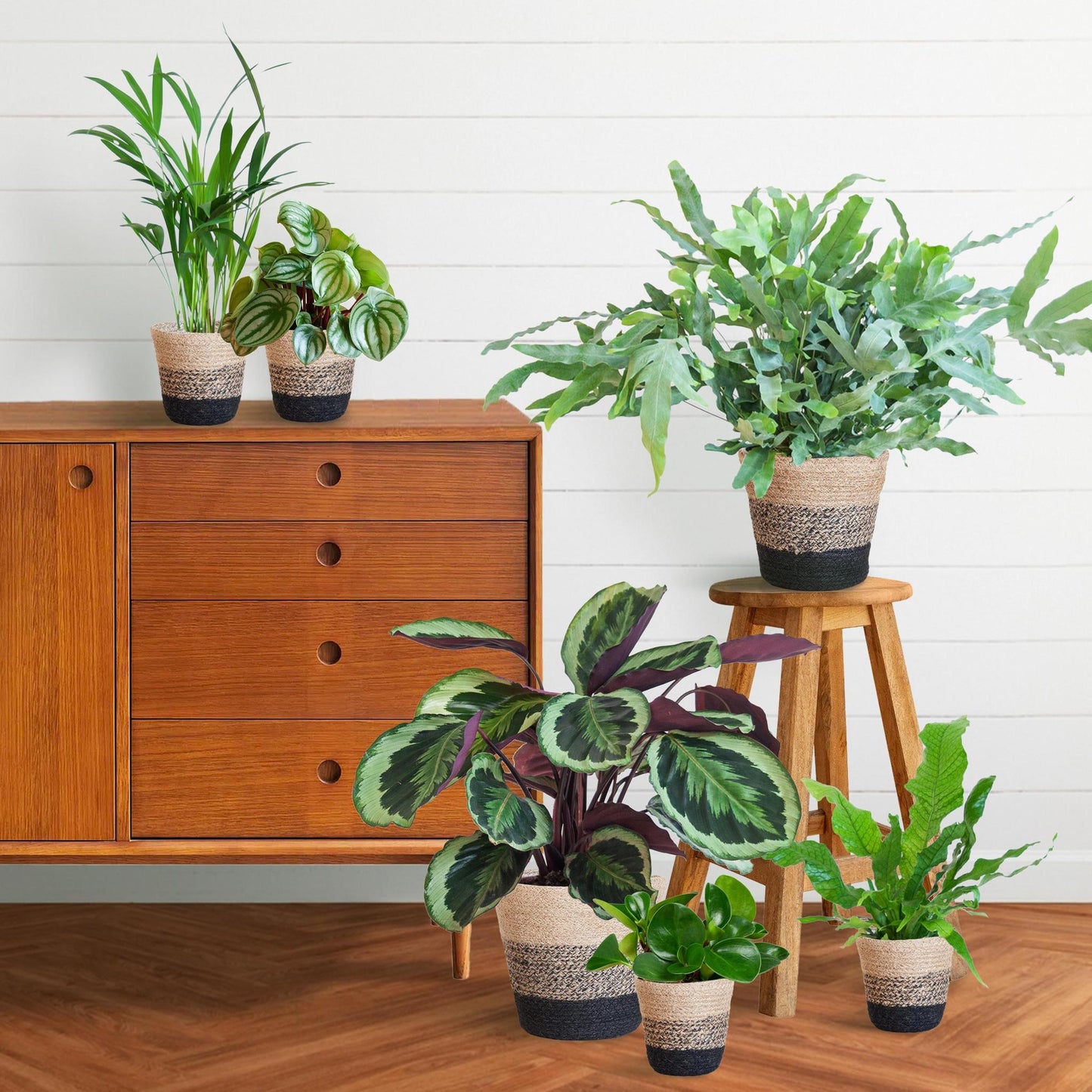 Calathea Medallion Diervriendelijke plantenset Large