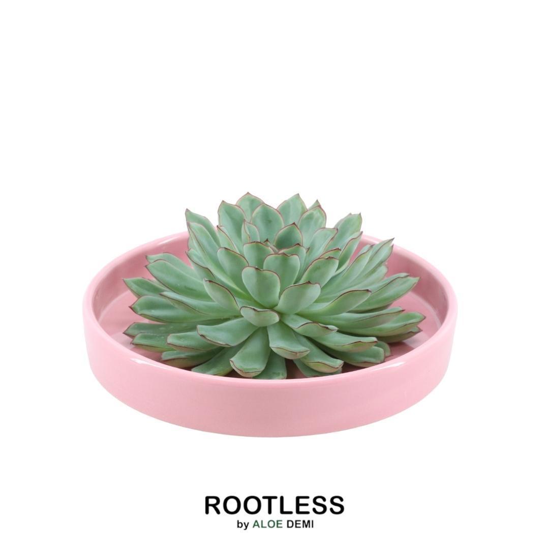 SENZA RADICE Succulente Echeveria Pulidonis in ciotola 'rosa' Ø20 cm - ↕5 cm