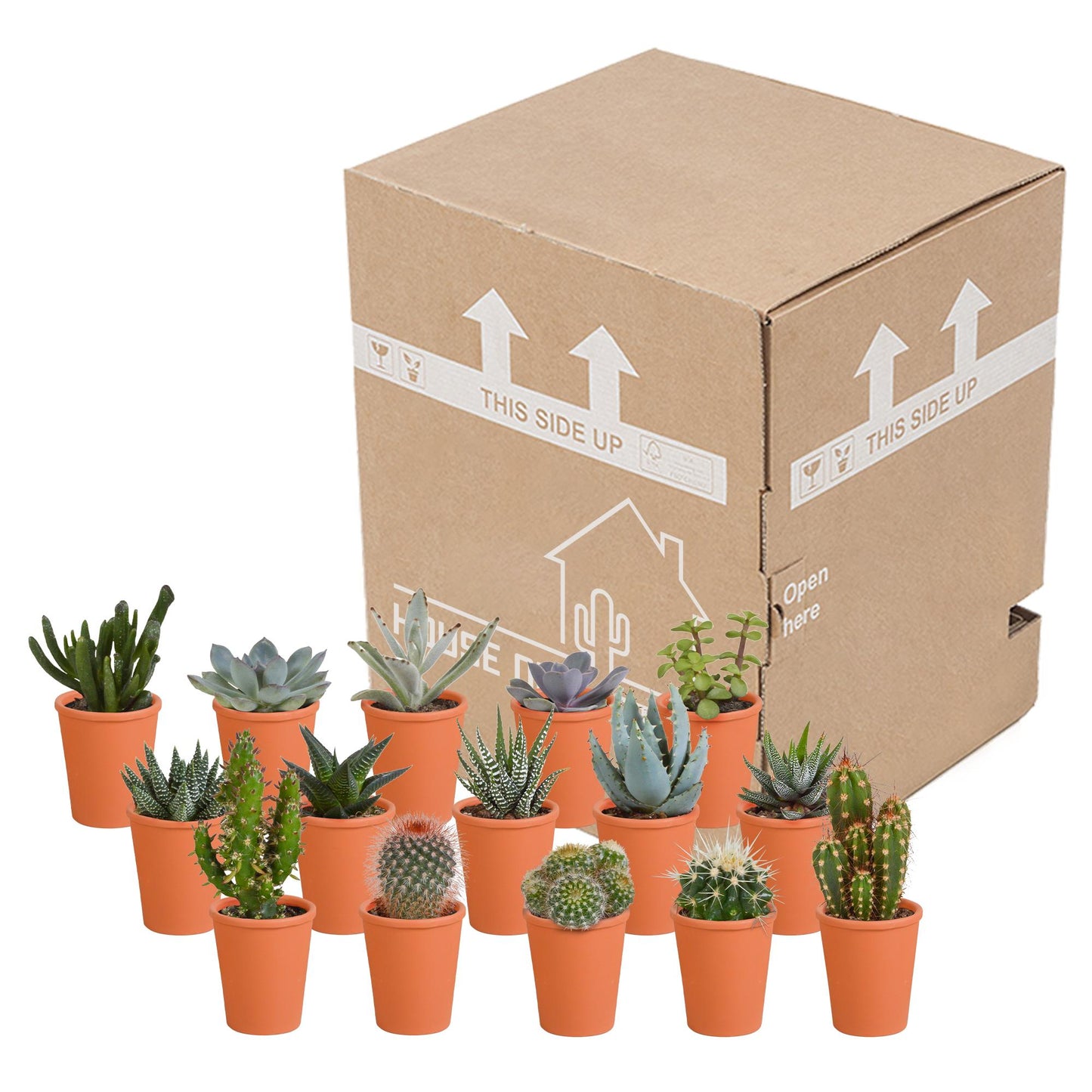 Cactus en vetplanten mix 5.5 cm in terracotta pot | 15 stuks