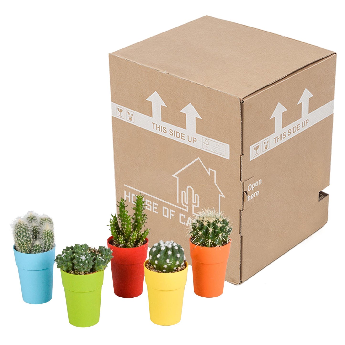 Cactus mix 5.5 cm in gekleurde plasticpot | 5 stuks
