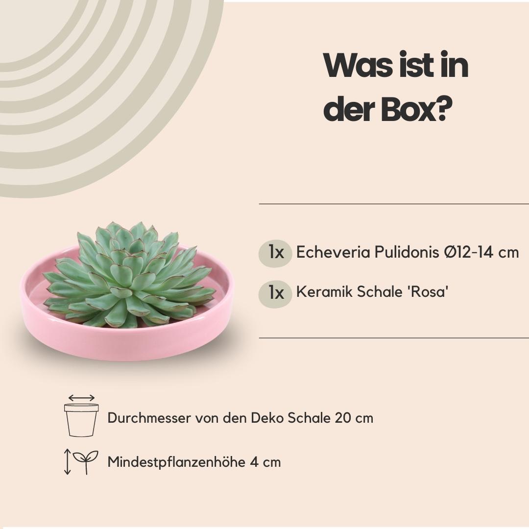 SENZA RADICE Succulente Echeveria Pulidonis in ciotola 'rosa' Ø20 cm - ↕5 cm