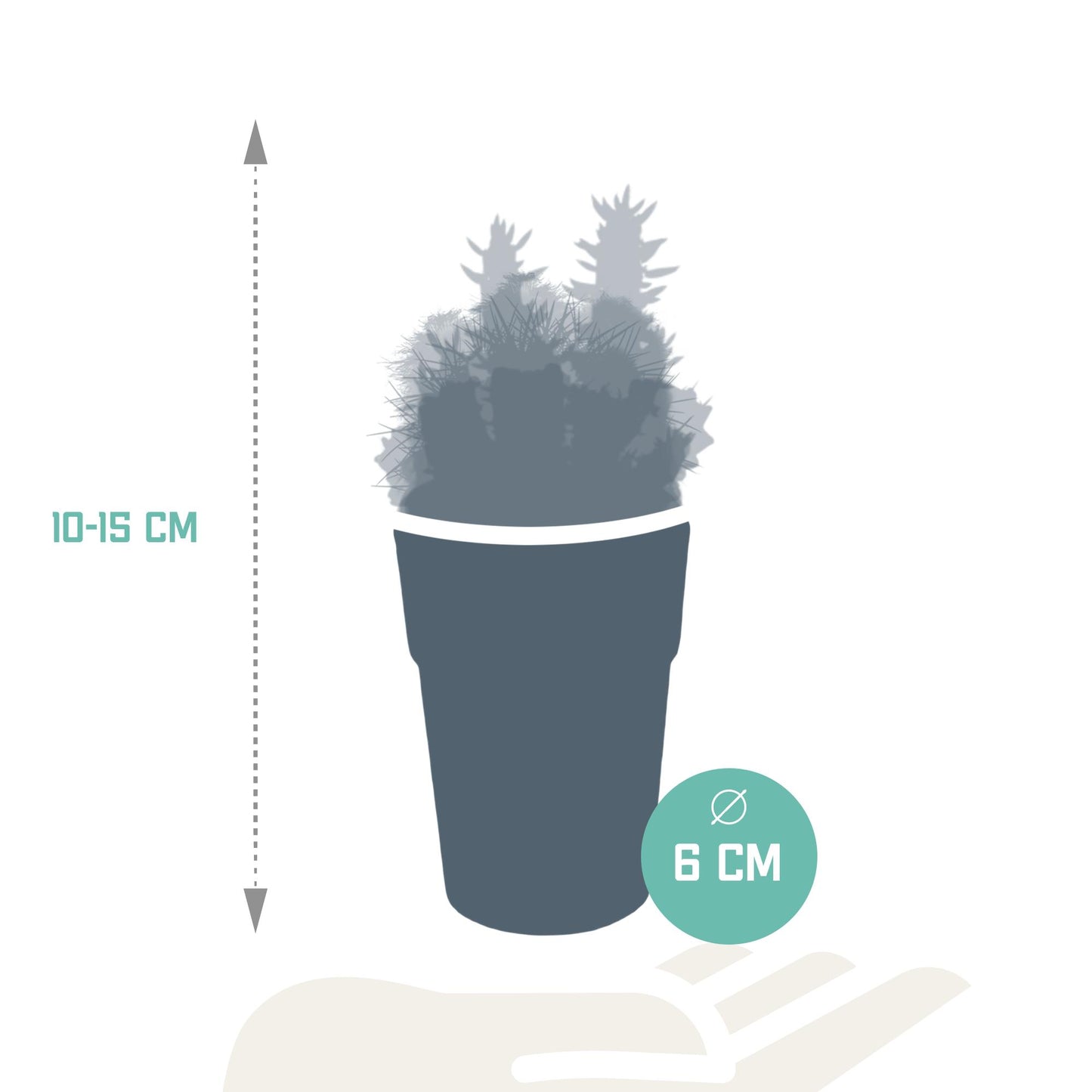 Cactus mix 5.5 cm in gekleurde plasticpot | 5 stuks