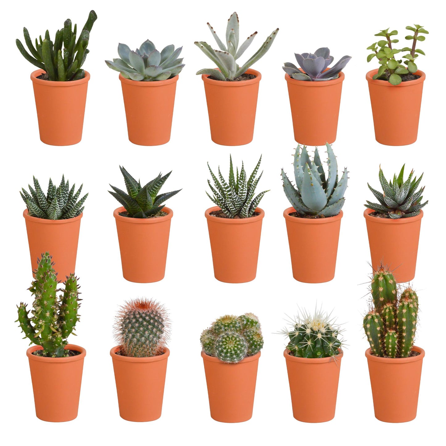 Cactus en vetplanten mix 5.5 cm in terracotta pot | 15 stuks