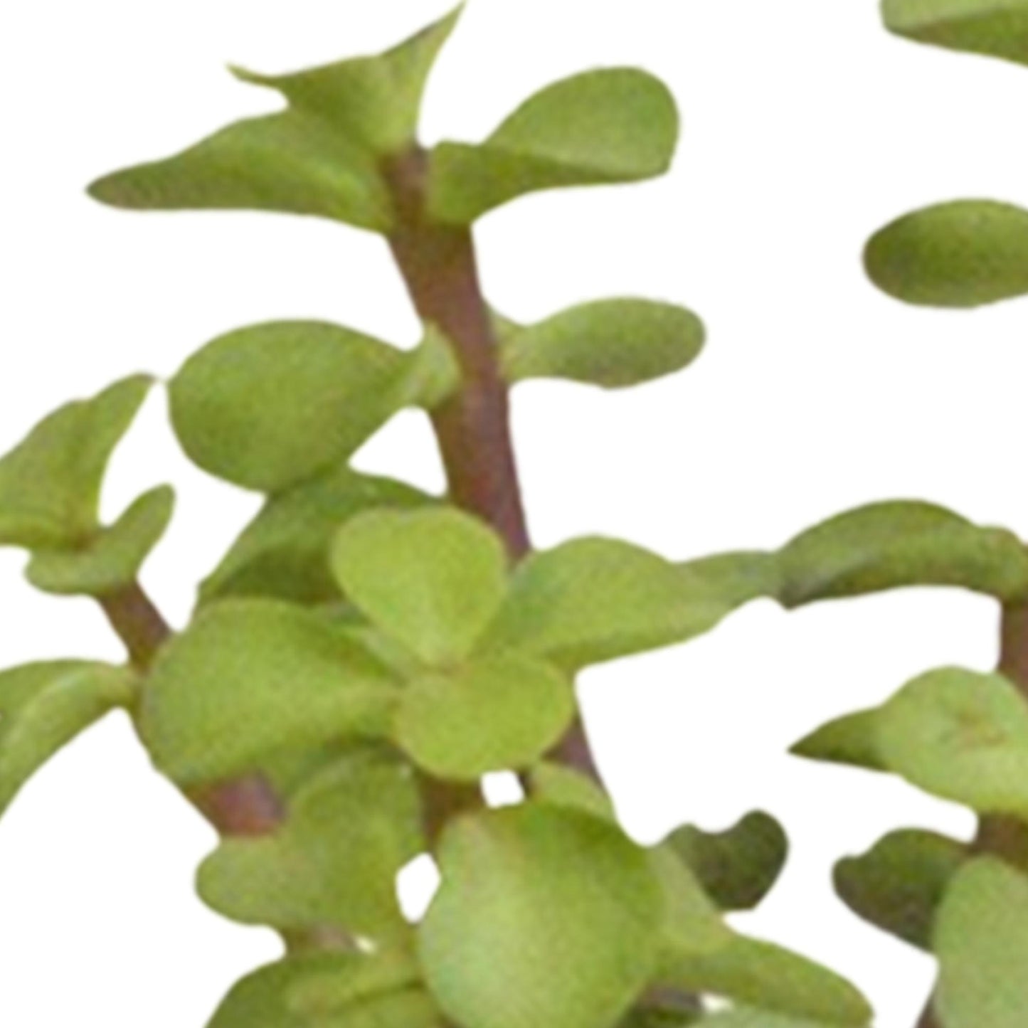 Cactus en vetplanten mix 5.5 cm in witte pot | 15 stuks