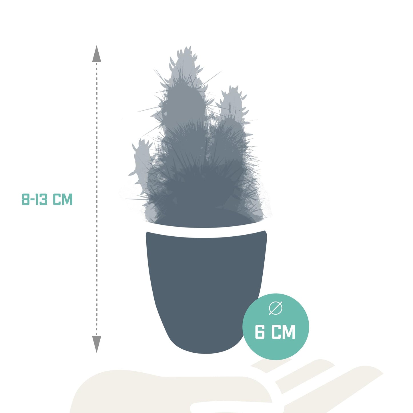 Cactus en vetplanten mix 5.5 cm in witte pot | 15 stuks
