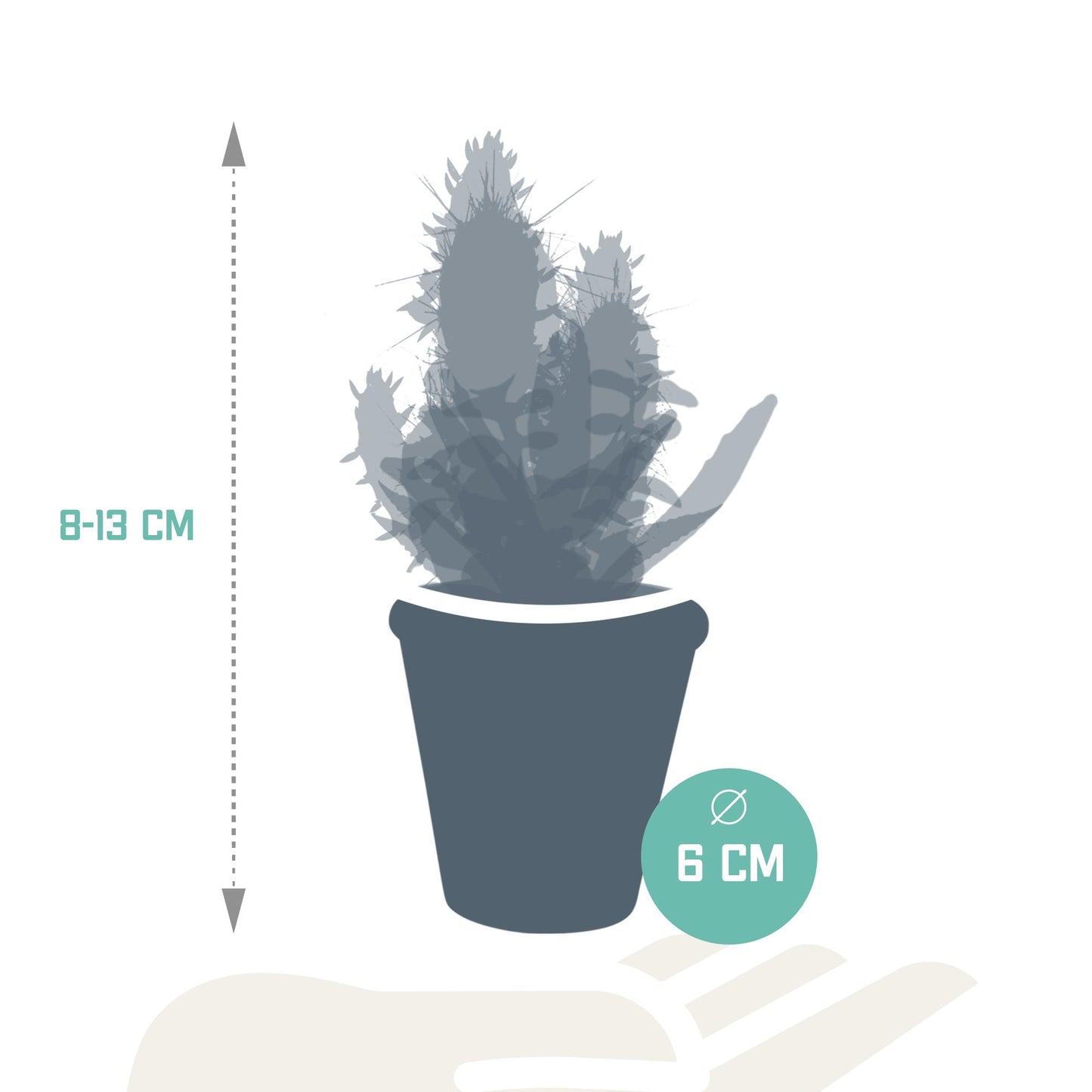 Cactus en vetplanten mix 5.5 cm in terracotta pot | 15 stuks