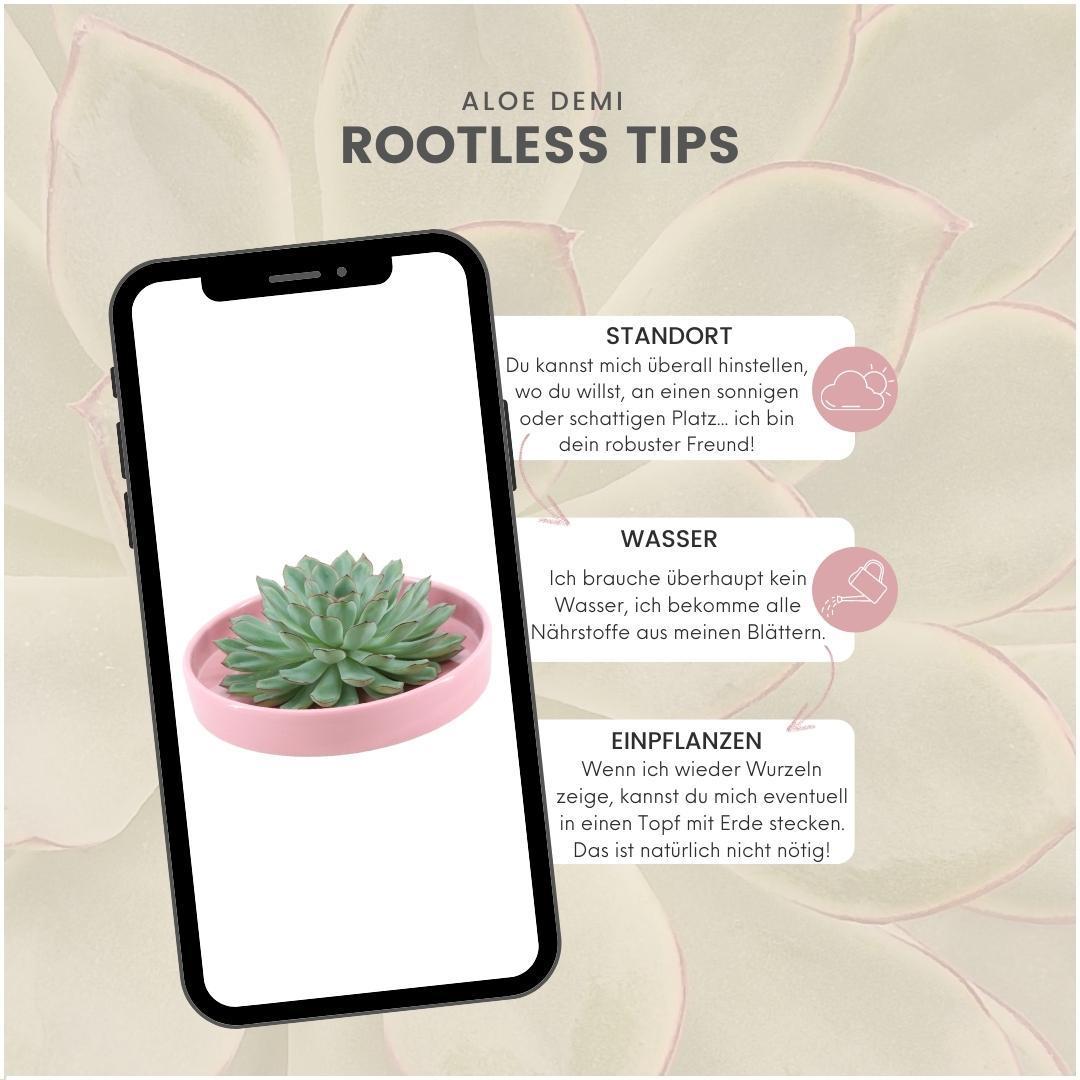 SENZA RADICE Succulente Echeveria Pulidonis in ciotola 'rosa' Ø20 cm - ↕5 cm