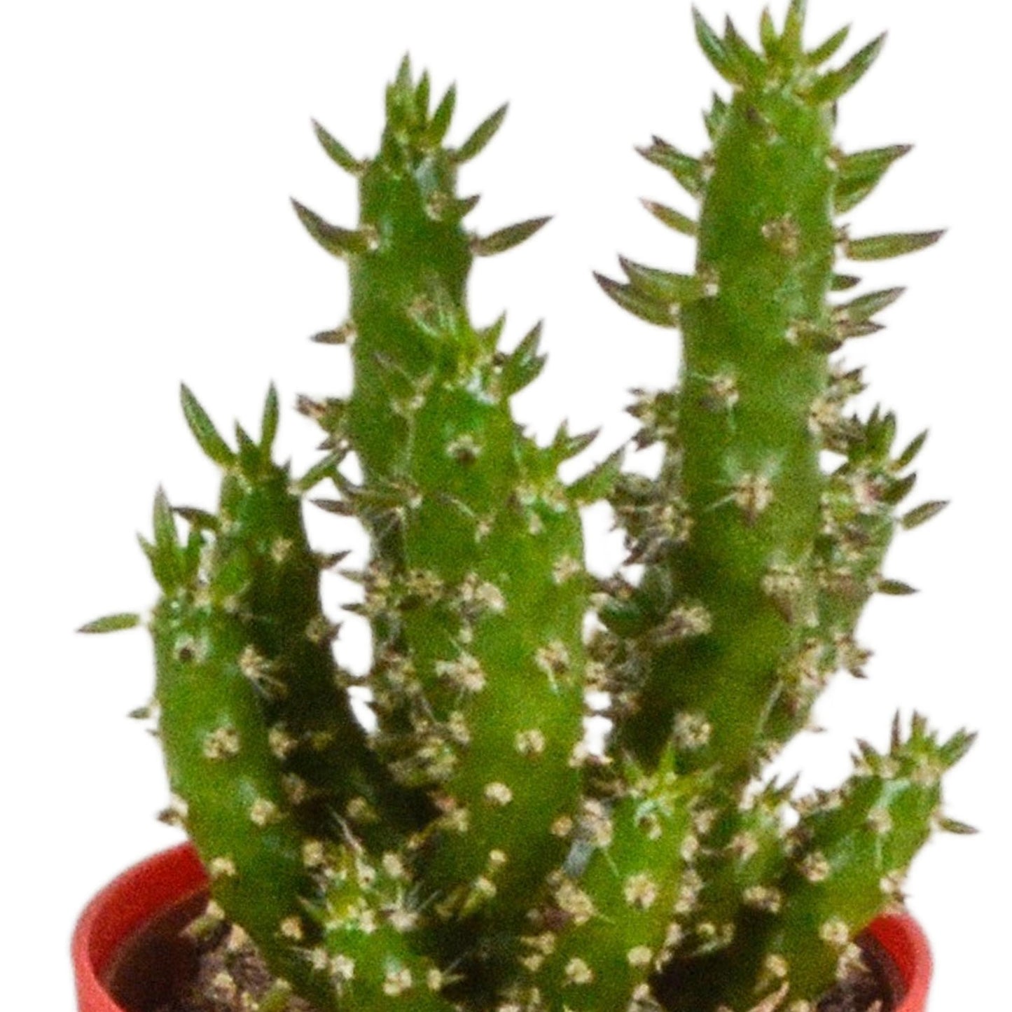 Cactus mix 5.5 cm in gekleurde plasticpot | 5 stuks