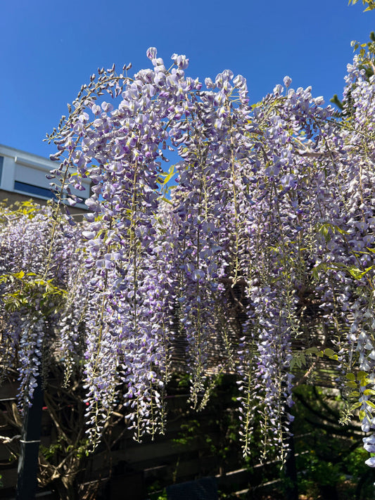 Wat is een tuin?