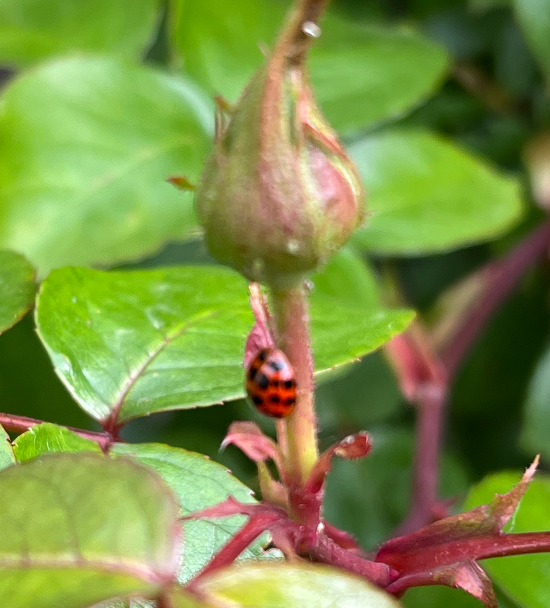 Planten: Onze Verbinding met de Natuur